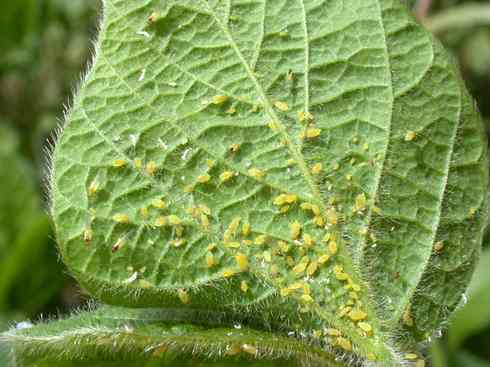 aphids3
