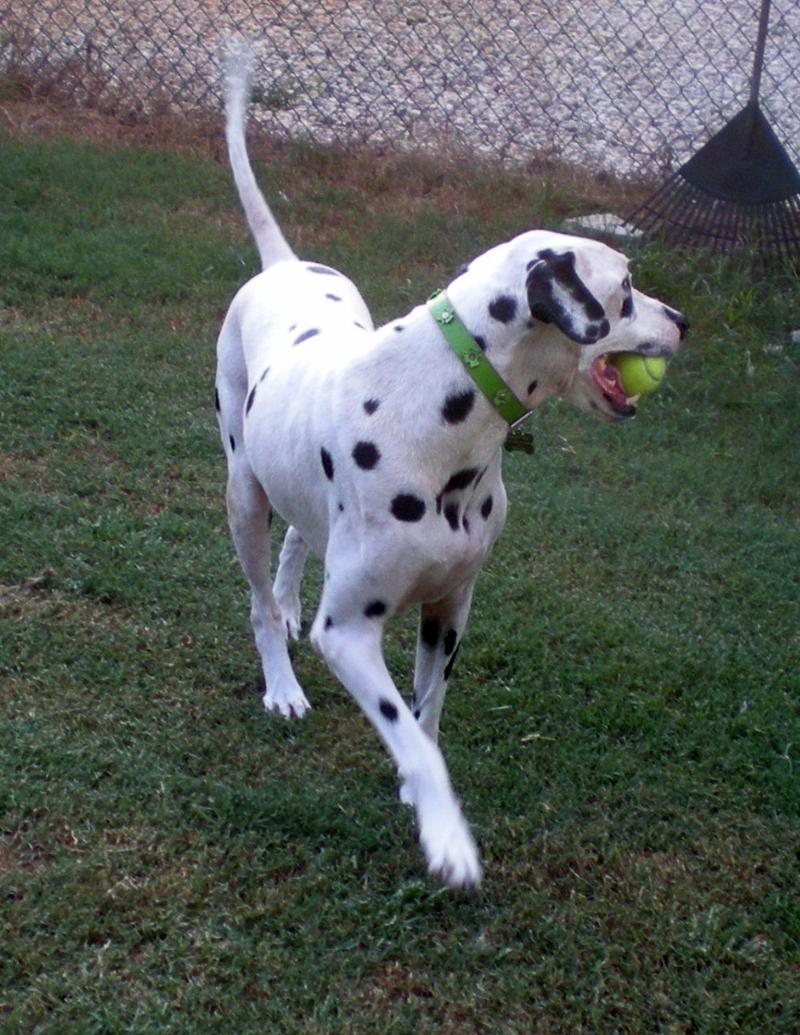 Quincy playing ball