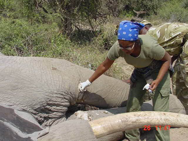 KWS Treating Injured Elephant