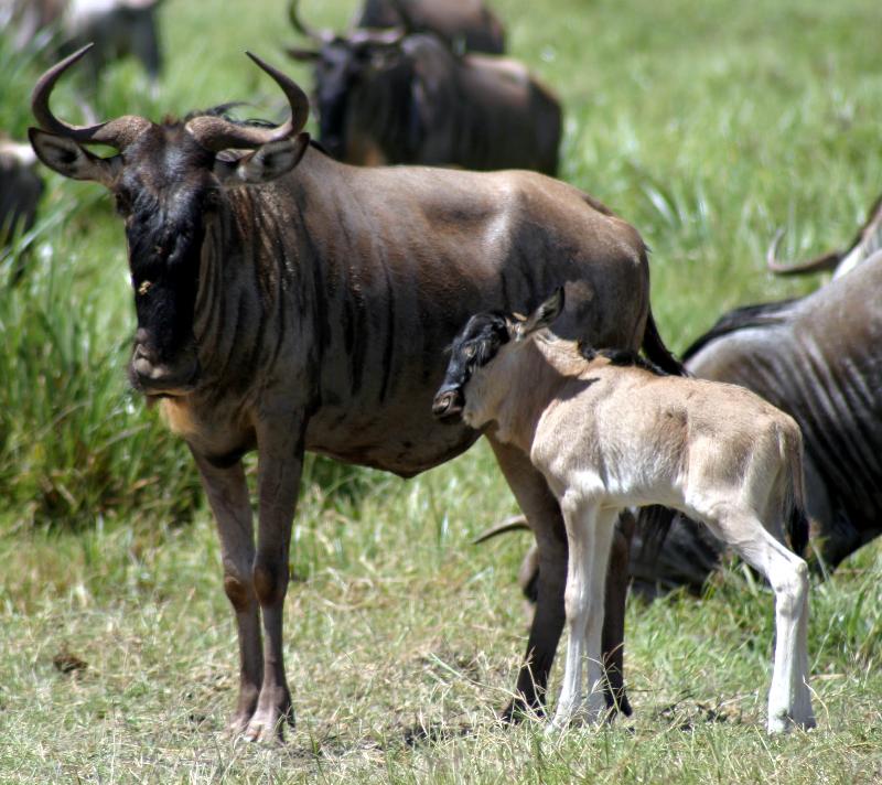 Wildebeest Mother & Calf