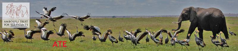 Ele and crowned cranes