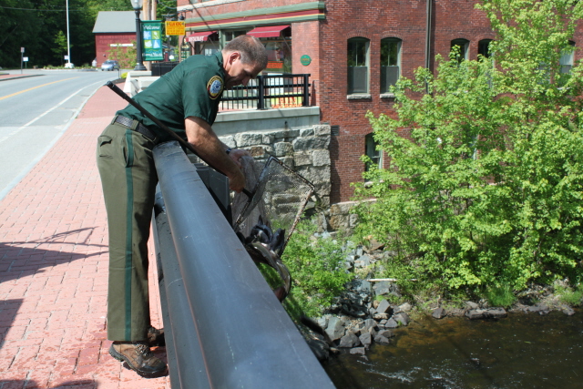 NH Fish & Game Trout Release