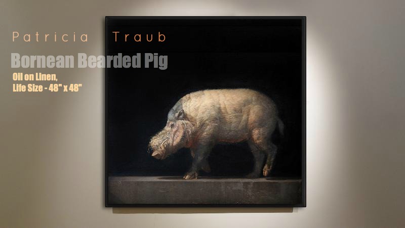 Traub_Bornean Pig_ install