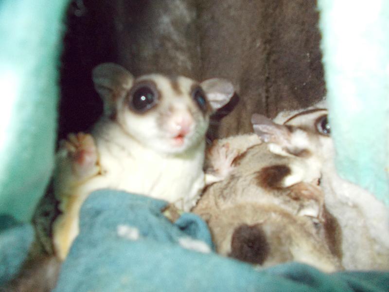 family of 5 gliders