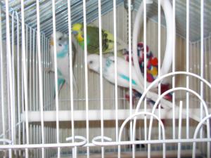 3 parakeets