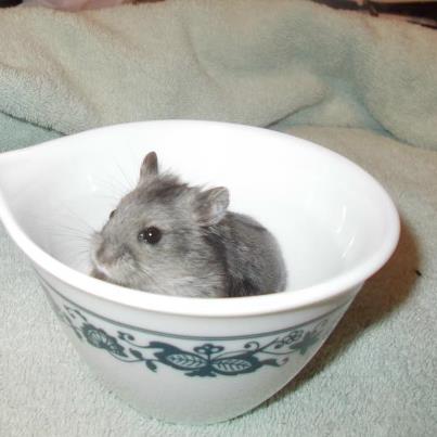 ham in cup