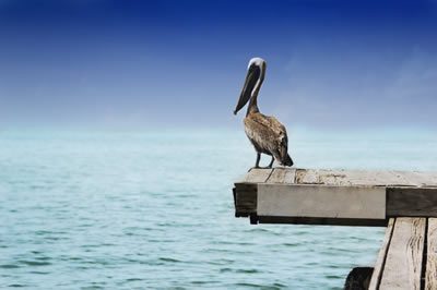 pelican-dock.jpg