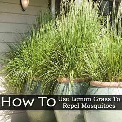 How do you grow lemongrass plants?