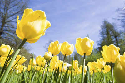 yellow-tulip-field.jpg