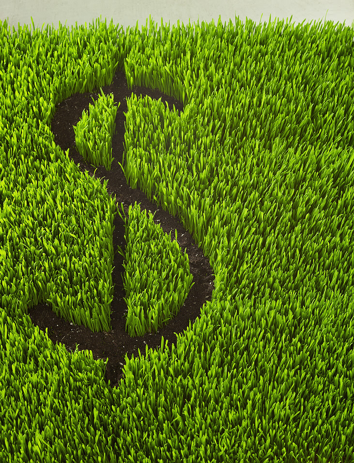 money_grass.jpg
