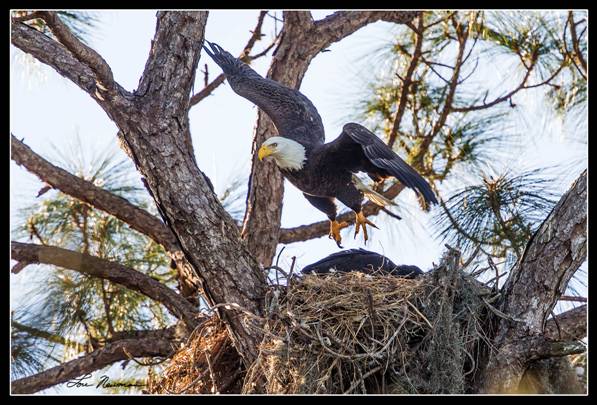 eagle flying from nest