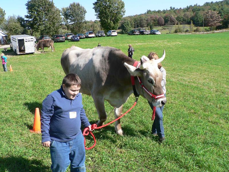Belknap Cnty School to Farm - oxen