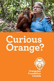 Curious Orange?