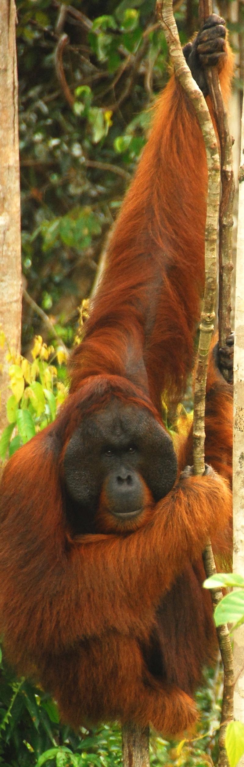 Large, male orangutan
