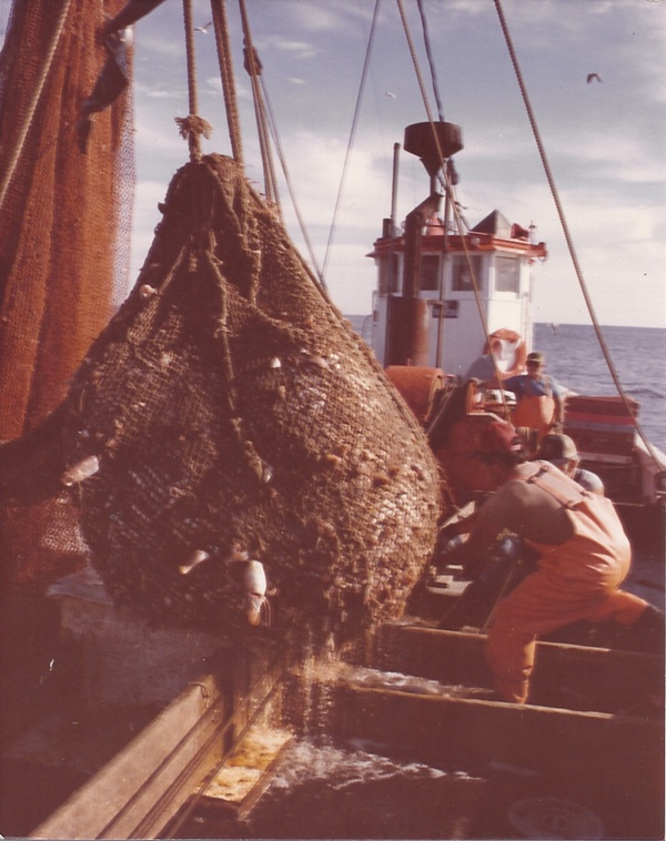 Bringing in a net-ful of fish aboard the schooner pre-1983