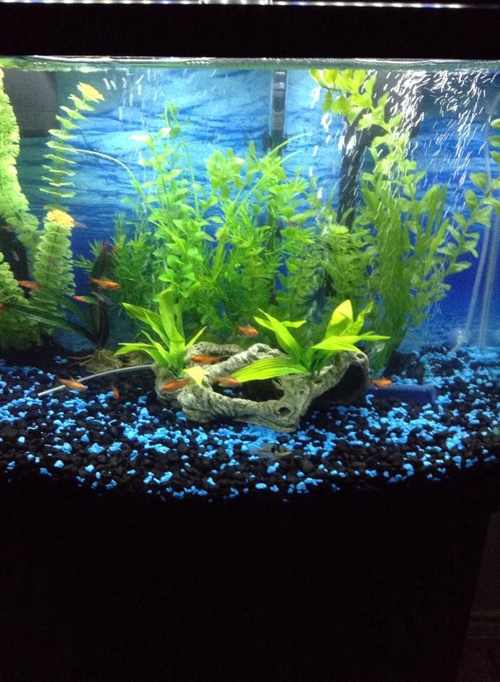 aquarium with bubbles, greenery, and small fish