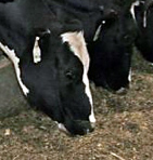 Hansen-cows