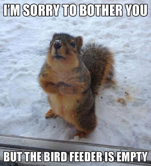 empty bird feeder