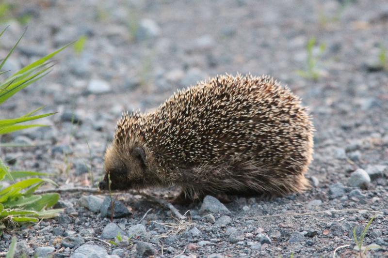 hedgehog photo by Larry H while in New Zealand