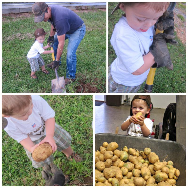 Aaron picking potatoes
