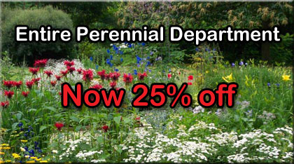 Perennial Sale