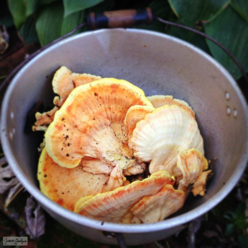 Mushrooms Chicken of the Woods Jessica Crawford