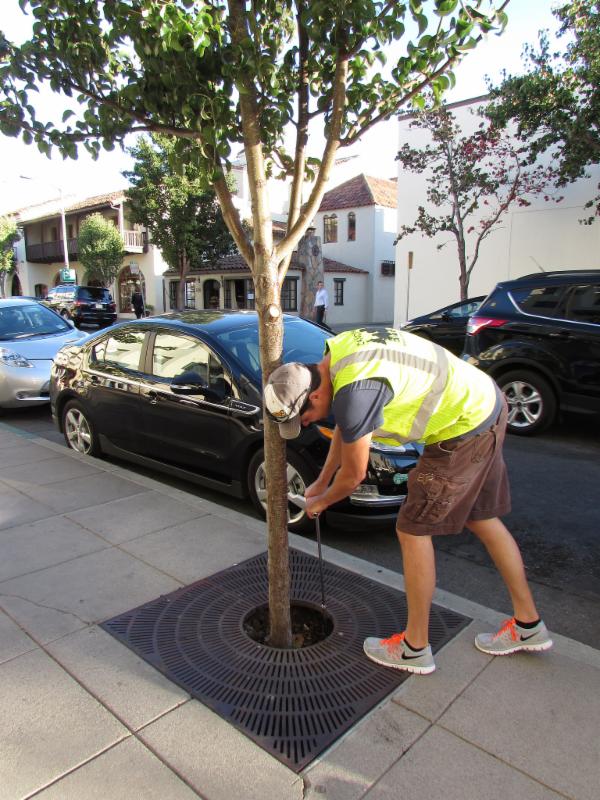 Probing moisture on young street tree