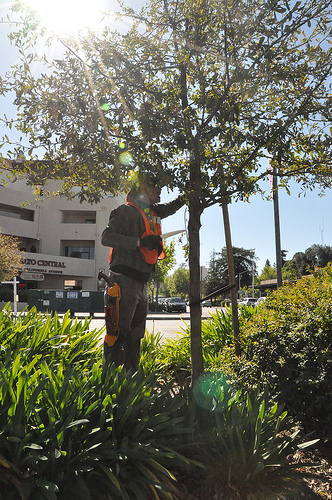 Cal Ave pruning Dave Muffly