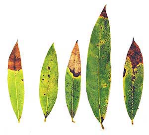 infected bay laurel leaves