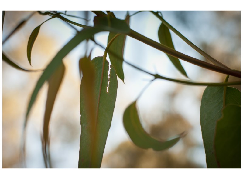 Stanford Eucalyptus by Federica Armstrong