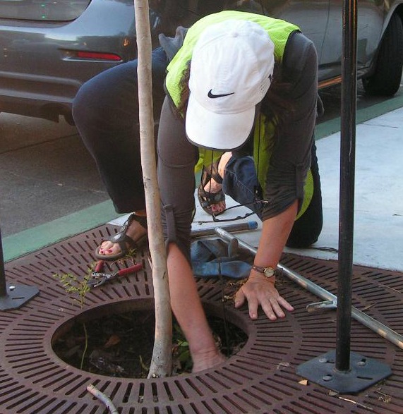 Tree care survey volunteer