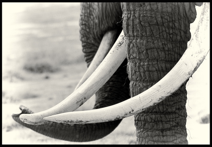 Tusks and trunks