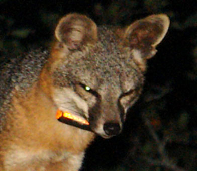 Collared Fox