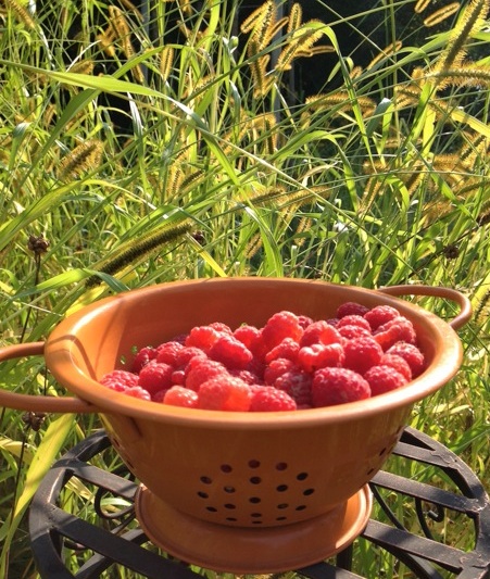 Fall Raspberries