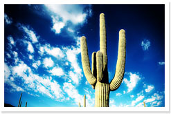 cactusb.jpg