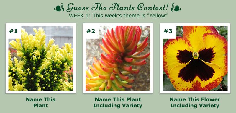 Guess That Plant - Mar2013 Week 1