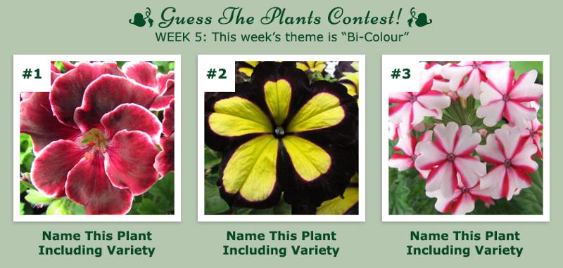 Guess The Plants Contest - Week 5