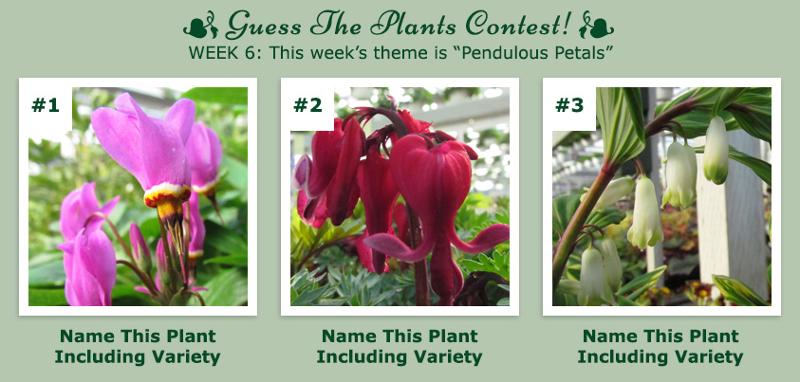 Guess The Plants Contest - Week 6