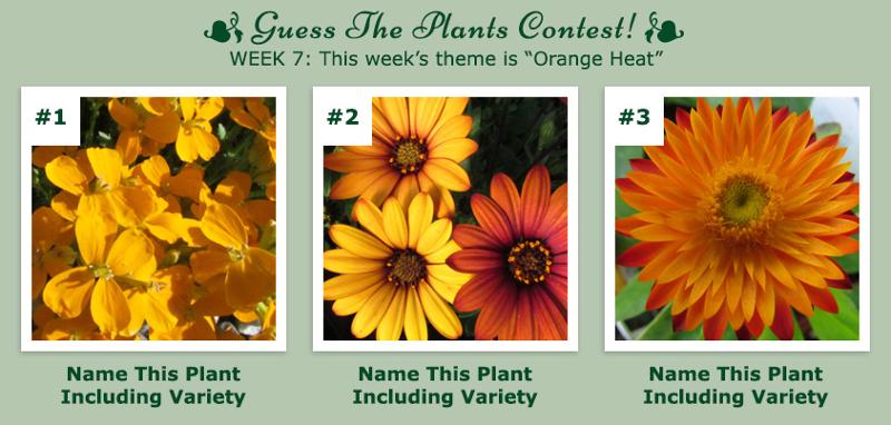 Guess The Plants Contest - Week 7