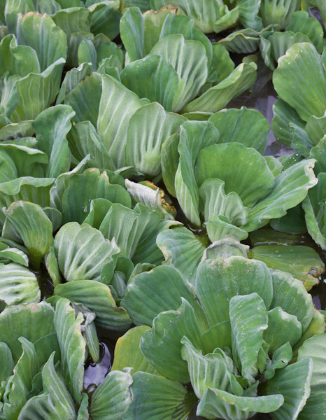 Assorted Water Lettuce