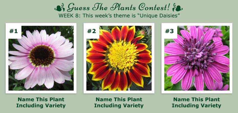 Guess The Plants Contest - Week 8