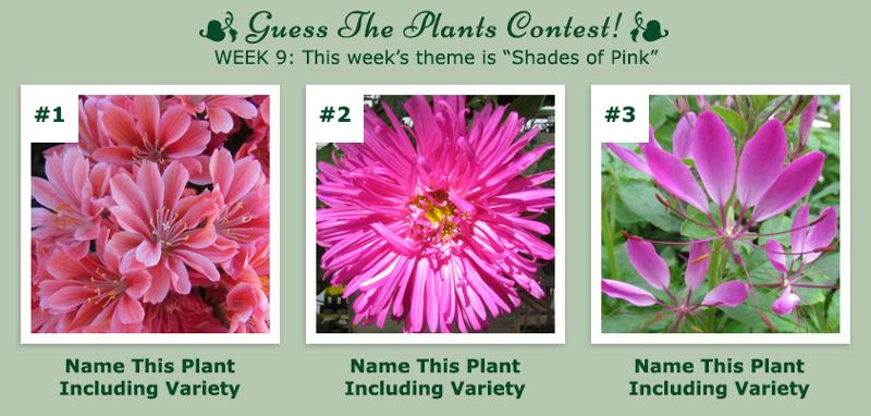 Guess The Plants Contest - Week 9