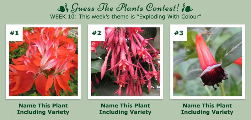 Guess The Plants Contest - Week 10