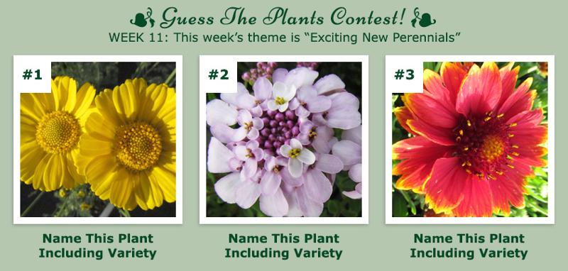 Guess The Plants Contest - Week 11