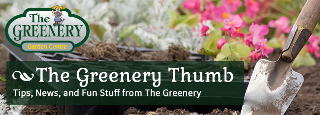 The Greenery Thumb Newsletter TGGC