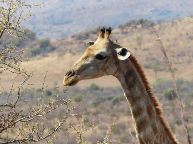 Africa giraffe