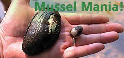 Mussel Mania