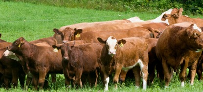 cattle on pasture 