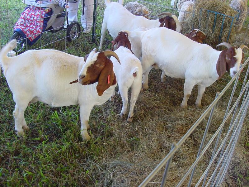 boar goats