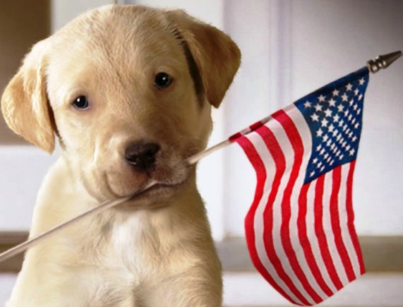 puppy with flag